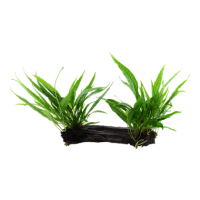 Microsorum pteropus